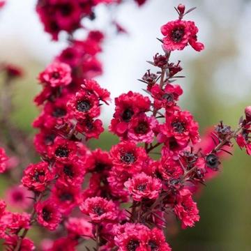 Leptospermum 'Burgundy Queen'~Double flower