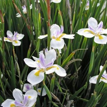 Fairy Iris Plants - First Photo shows the flowers they will have