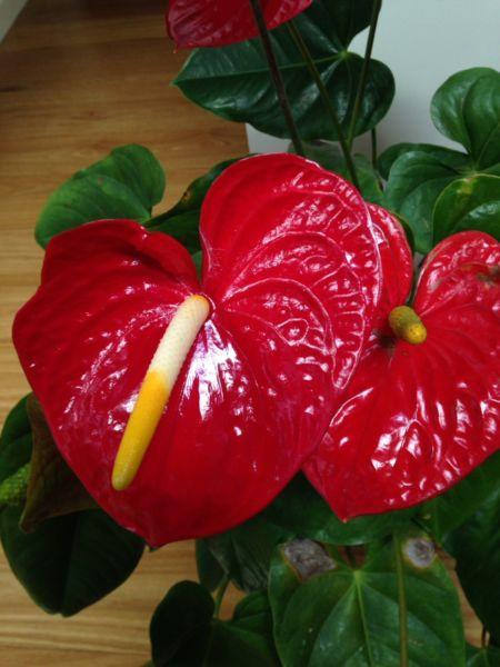 Anthurium , red. Indoor plant or outdoors