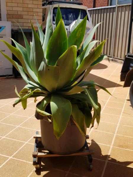LARGE AGAVE