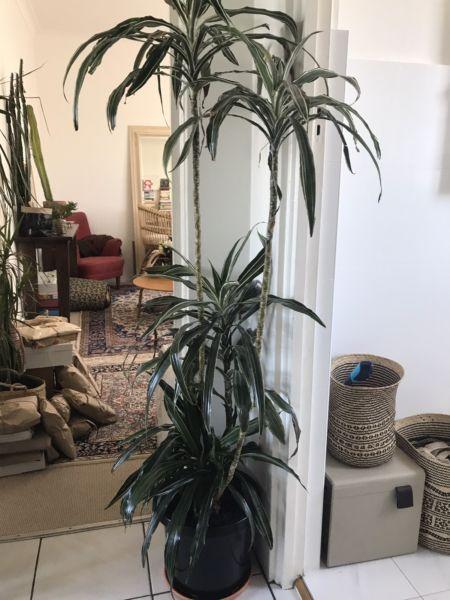 *SOLD** Indoor/Outdoor PLANT SALE: Cordyline plant Approx 1600cm