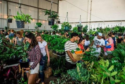 Huge Indoor Plant Warehouse Sale - Summertime Madness- Sydney