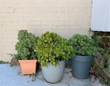 Succulent plants in pots for sell
