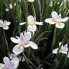 Native iris plenty available