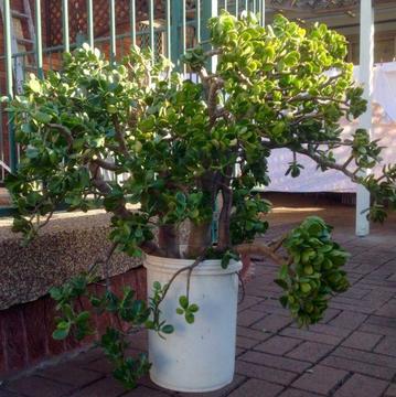 Jade Plant, Money Plant, Lucky Plants, Potted