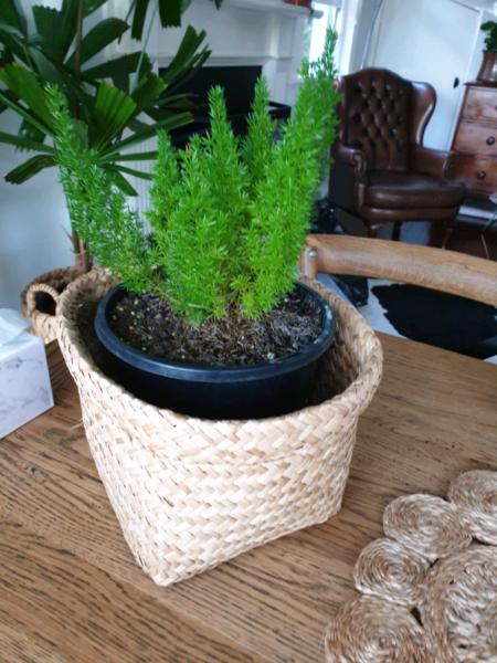 Foxtail fern/ indoor plant and basket