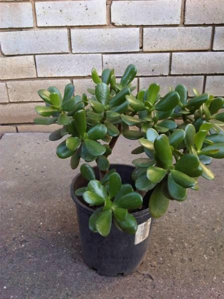 Jade Plant / Money Tree / Lucky Plant / Other Garden Plant