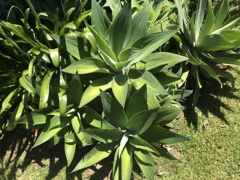 Cheap Agave plants