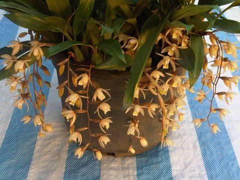 Healthy Coelogyne Flaccida - Orchids