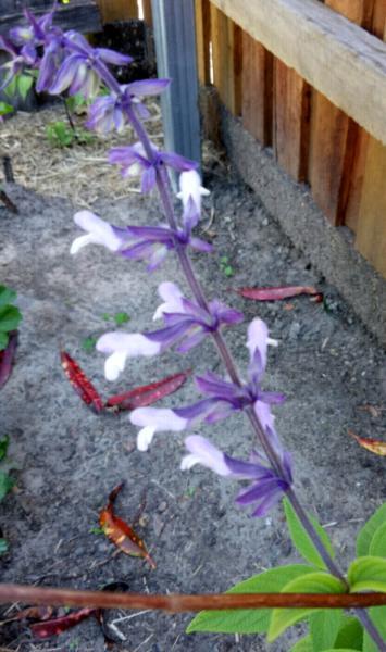 Salvia white and purple flowering plants
