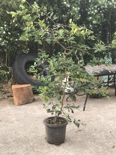 Guava trees for sale