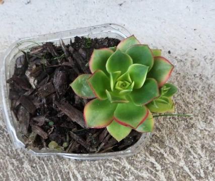 Lovely Plant ( Succulent ? ) with red edge & baby plants growing