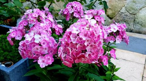 Vocano plant, pink, outdoor plant