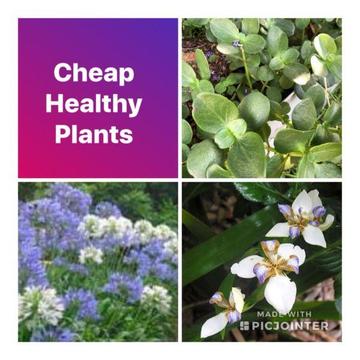 Cheap Healthy Plants for sale