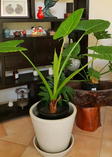 Elephant ear plant,$25 to $90 or young plant for $5 each