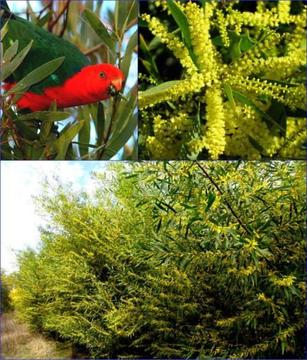 Sydney Golden Wattle (Acacia longifolia) x10 plants