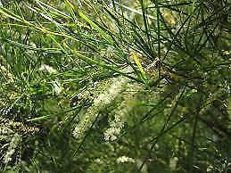 Narrow Leaved Wattle (Acacia longissima ) x10 plants