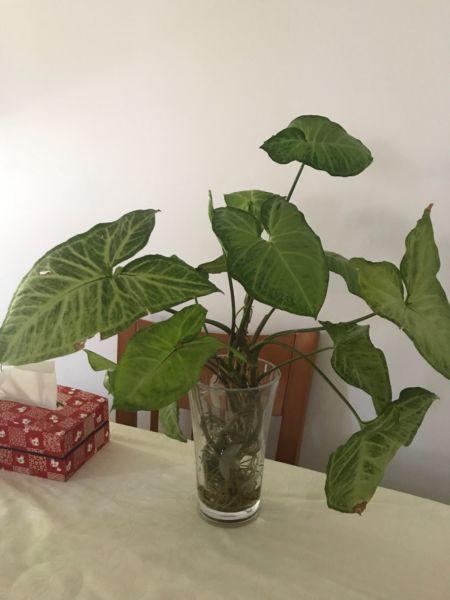 Indoor/outdoor plant