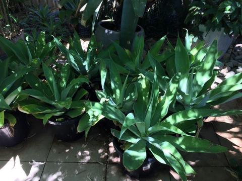 Agaves For Sale