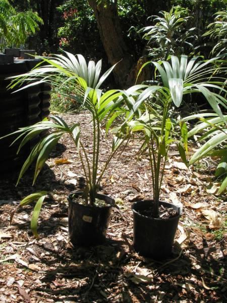 Potted Kentia Palms