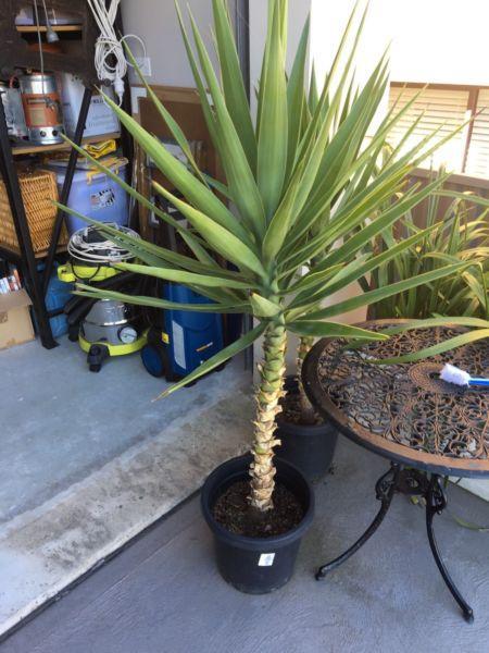 Plant Yucca Cane