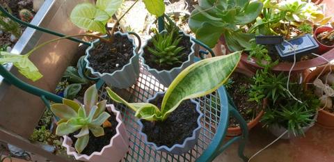 $15 succulent pot plants 