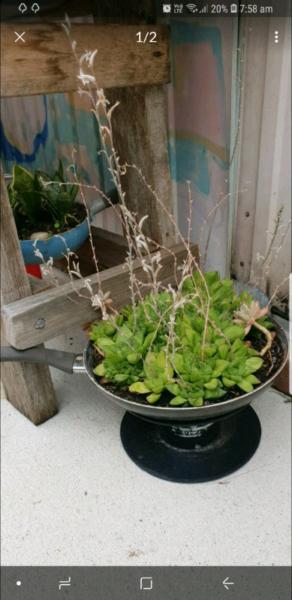 Succulent pot for sale