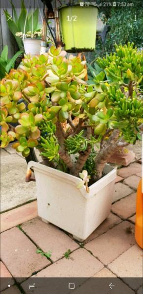 Mixed succulent pot for sale