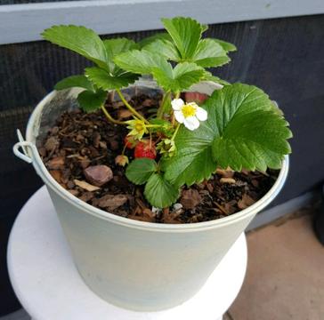 Organic Strawberry Plants in Metal Buckets