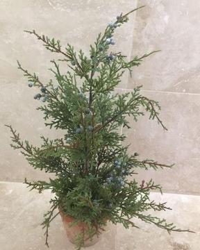 3 NEW Pottery Barn Juniper Tree with Berries