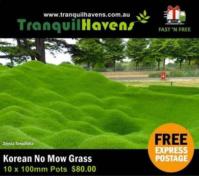 Korean No Mow Grass 100mm - 10 Pots Free Express Delivery $80.00