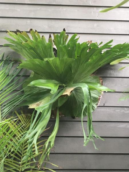 30 year old Staghorn mounted on timber