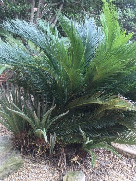 Cycads for sale