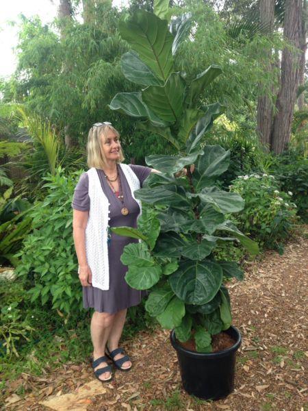 Ex Large fiddle leaf fig 2.3meters high ficus lyrata indoor plant