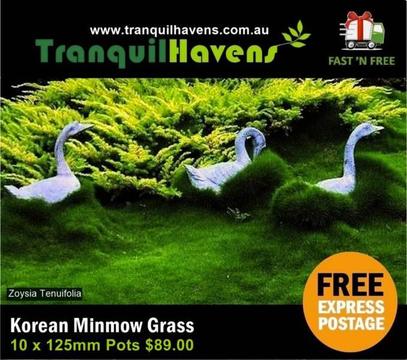 Petting Grass (Zoysia tenuifolia) 10 x 125mm Pots $89 - Free Post