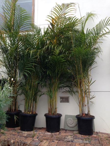 Golden cane palm 2.2m indoor or out door plant
