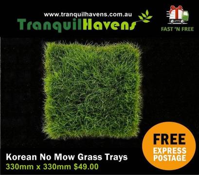 Trays of No Mow Grass (Zoysia tenuifolia) $49 per Tray Free Post