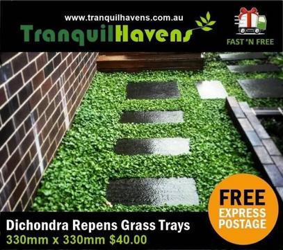 A Lawn that does not require Mowing!! - Trays of Dichondra Repens