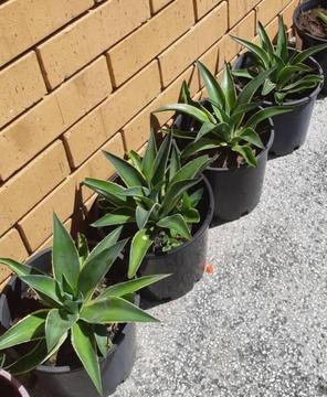 Medium Sized Agave Desmettiana Plants