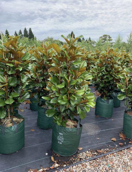 Plant Sale *Magnolia, Buxus, Spartans plus more*