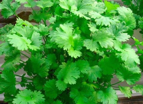CHINESE CORIANDER - $3.50 for 40 Seeds - FREE POSTAGE