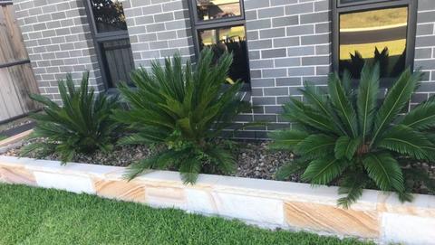 3 x Sago Palm Plants