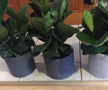 Ficus Lyrata ( fiddle leaf fig) Plants in Ceramic pots