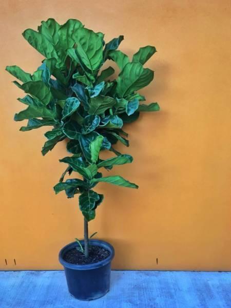 Large Fiddle Leaf Fig plus many other indoor Plants available