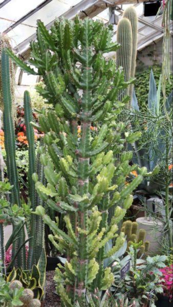 Rare Euphorbia Candelabra