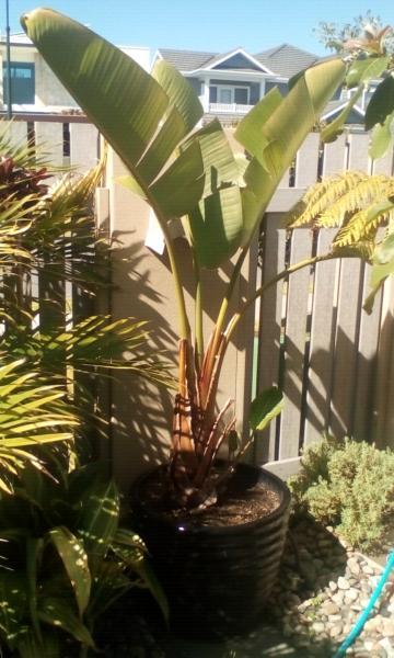 Large bird of paradise plant inc glazed terracotta pot