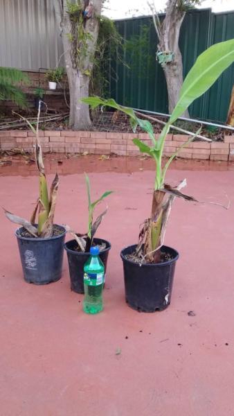 Banana and Guava fruit tree for Sale