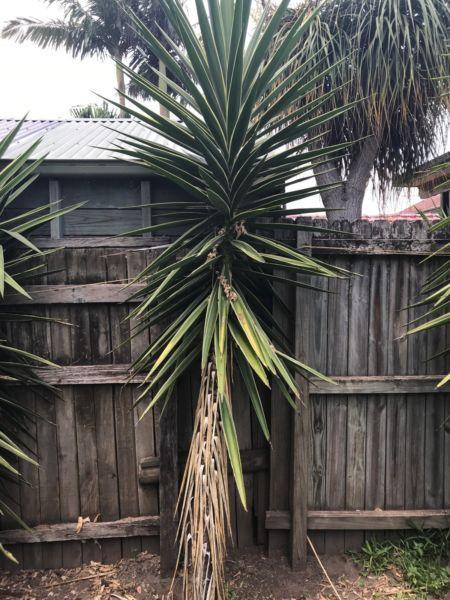 4 x Yuccas for Sale Ready to Take!
