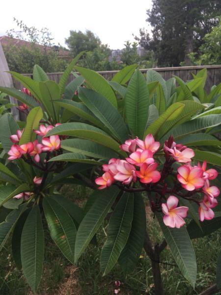 Frangipani plants for sale
