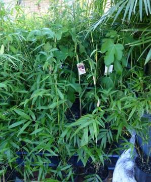 Plants Bamboo Gracilis Slender Weaver 40 POTS OR MORE $39-EA